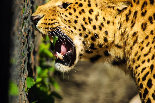 Hermoso leopardo —  Fotos de Stock