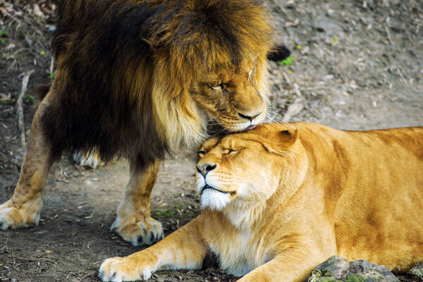 lion and lioness