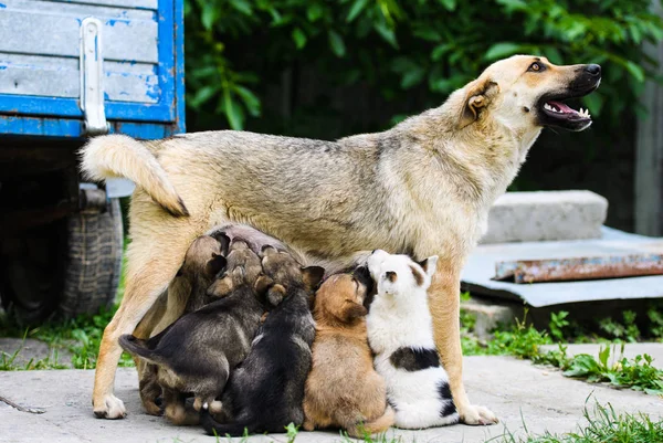 Happy dog feeding her puppies