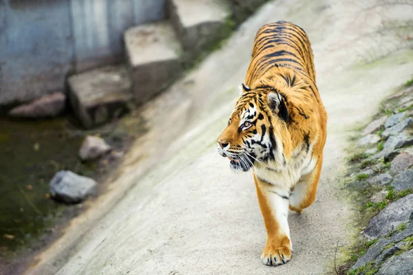 背景に美しいトラの動物 — ストック写真