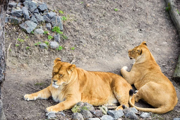 Lioness Animal Zoo Background — Stock Photo, Image