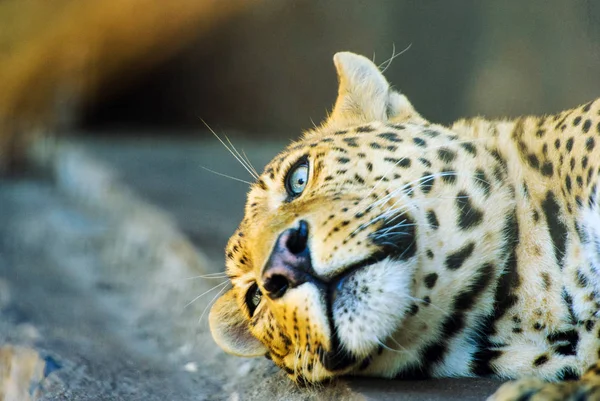 Mooie leopard — Stockfoto