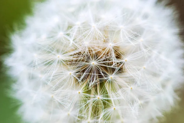 Beautiful Spring Flowers Background — Stock Photo, Image