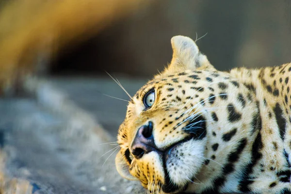 Mooie leopard — Stockfoto
