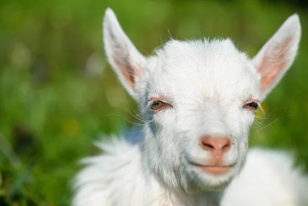 Portret Młodej Kozy Świeżym Powietrzu — Zdjęcie stockowe