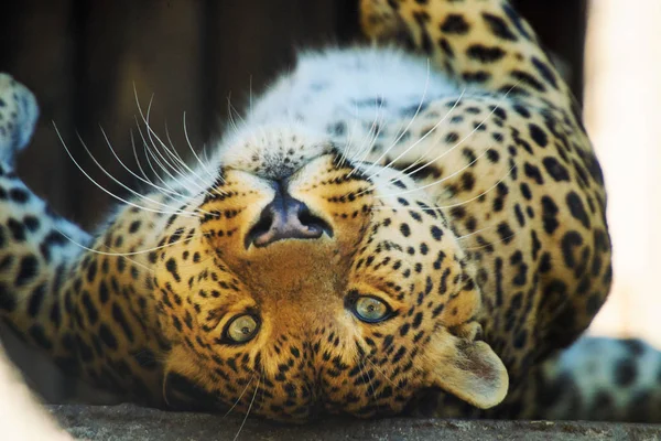 Beautiful leopard — Stock Photo, Image