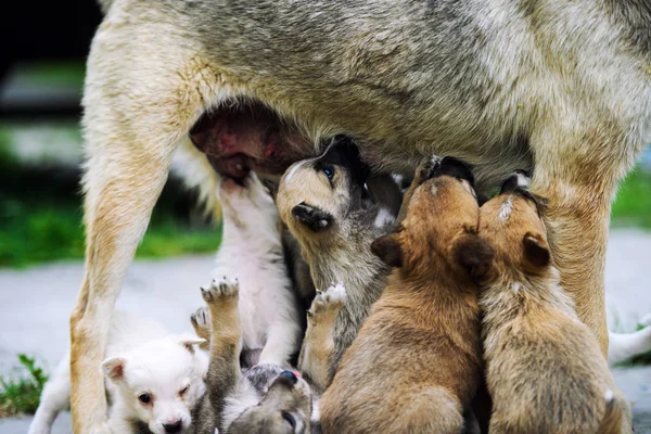 Felice cane nutrire i suoi cuccioli — Foto Stock