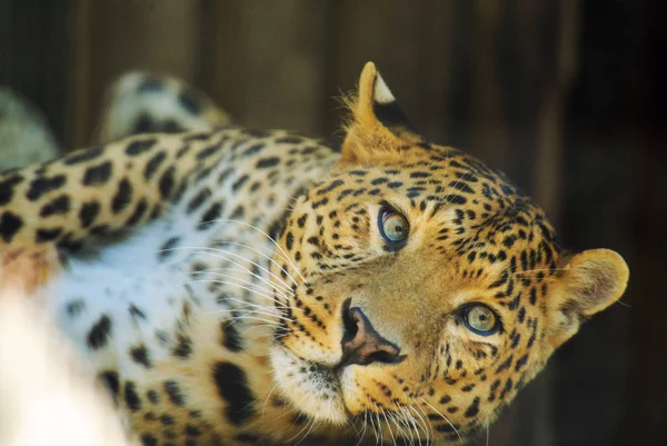 Hermoso leopardo — Foto de Stock