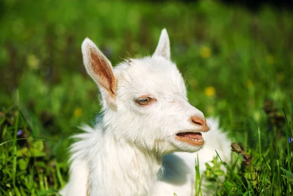 Portrait Young Goat Outdoor — 스톡 사진