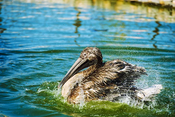 Вид Крупным Планом Птицу Пеликан Воде — стоковое фото