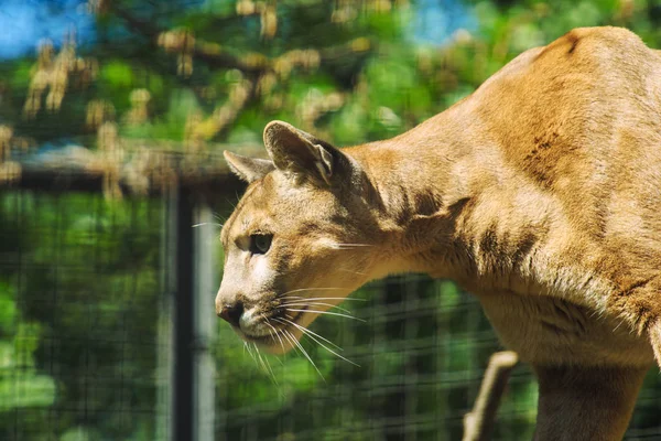 Portret van een cougar berg leeuw, puma, panther — Stockfoto