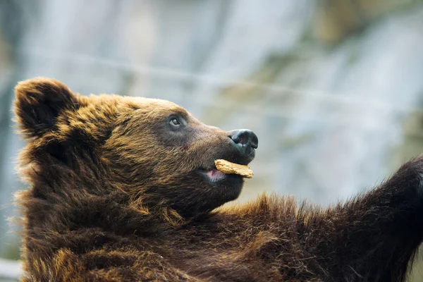 Retrato oso marrón —  Fotos de Stock