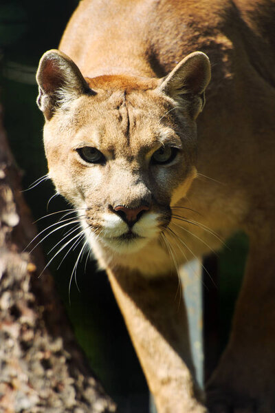 Portrait of a cougar, mountain lion, puma, panther