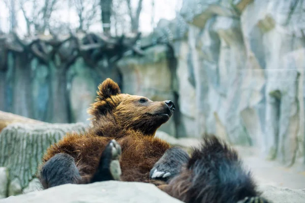 Brown bear cub playing and rolling in the water — Stock Photo, Image