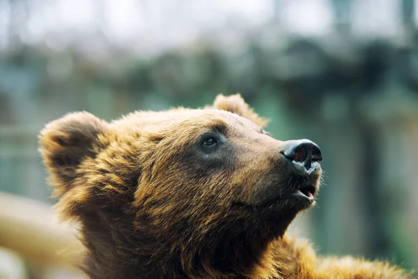 Brązowy niedźwiedź gra i toczenia w wodzie — Zdjęcie stockowe