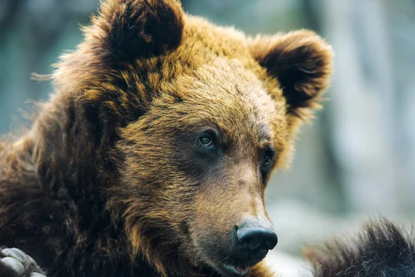 Braunbär-Porträt — Stockfoto