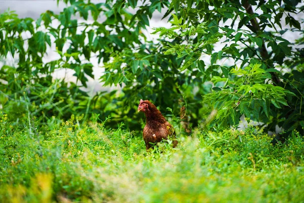 농장에서 닭 — 스톡 사진