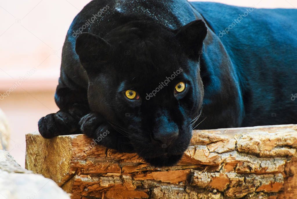 black Panther