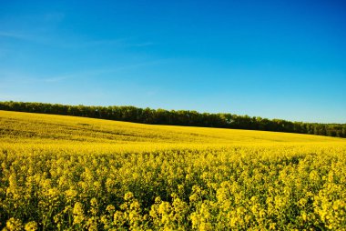 alan mavi gökyüzü sarı kolza tohumu