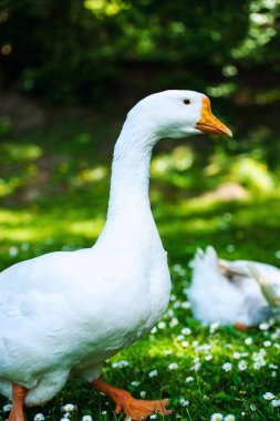 Çiçekler ile yeşil bir çayır üzerinde beyaz yerli kaz