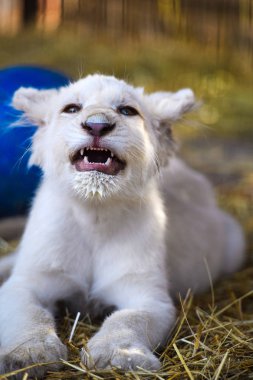 Sevimli sevimli aslan, seçici odaklanma.