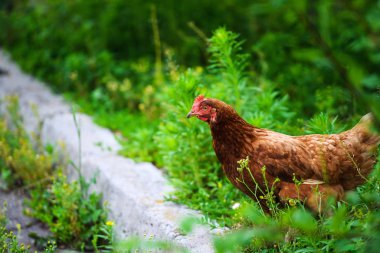 bir çiftlikte tavuk