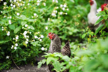 bir çiftlikte tavuk