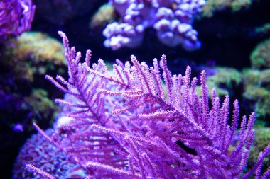 Harika ve güzel sualtı dünya mercan ve tropica