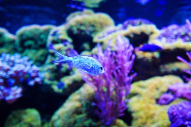 Harika ve güzel sualtı dünya mercan ve tropica