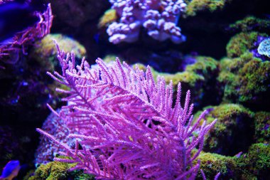 Sualtı, Sualtı Dünyası, Mercan Resifi