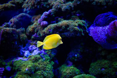 Harika ve güzel sualtı dünya mercan ve tropica