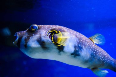 Harika ve güzel sualtı dünya mercan ve tropica