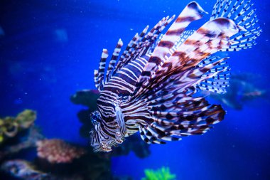 Harika ve güzel sualtı dünya mercan ve tropica