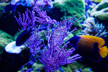 Harika ve güzel sualtı dünya mercan ve tropica