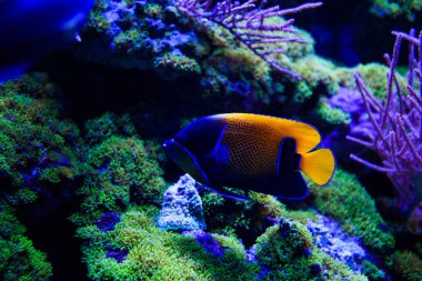 Harika ve güzel sualtı dünya mercan ve tropica