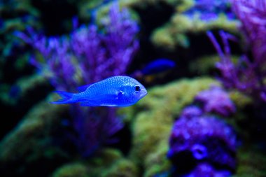 Harika ve güzel sualtı dünya mercan ve tropica