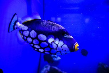 Harika ve güzel sualtı dünya mercan ve tropica