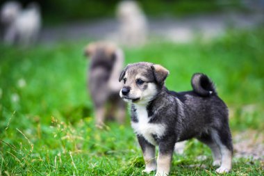 Yeşil çimlerde sevimli köpek yavrusu
