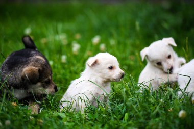 Yeşil çimlerde sevimli köpek yavrusu
