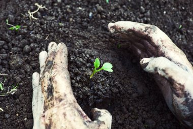 Fide yerdeki toprak hazırlığı bahçıvan eller