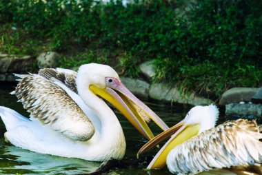 beyaz pelikan (Pelecanus onocrotalus)