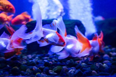 Harika ve güzel sualtı dünya mercan ve tropica