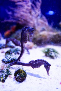 renkli mercan Yüzme deniz atı