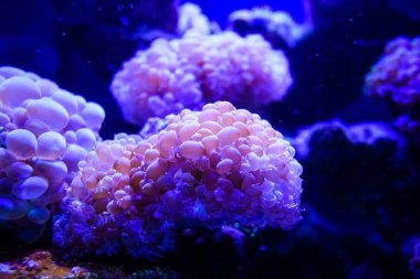 Harika ve güzel sualtı dünya mercan ve tropica