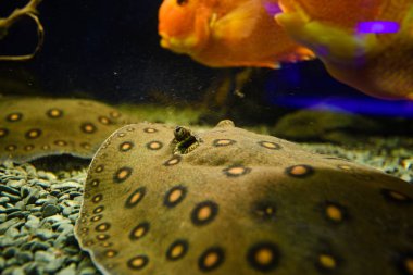 Harika ve güzel sualtı dünya mercan ve tropica