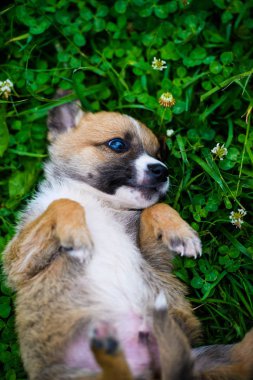 Yeşil çimlerde sevimli köpek yavrusu