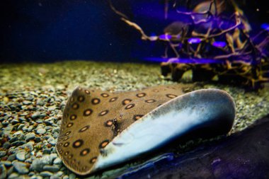 Harika ve güzel sualtı dünya mercan ve tropica