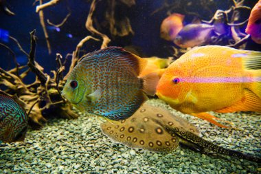 Harika ve güzel sualtı dünya mercan ve tropica