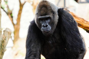 Doğadaki şirin gorilin manzarası