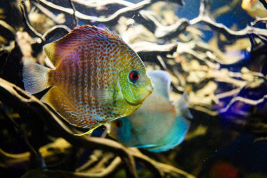 Harika ve güzel sualtı dünya mercan ve tropica